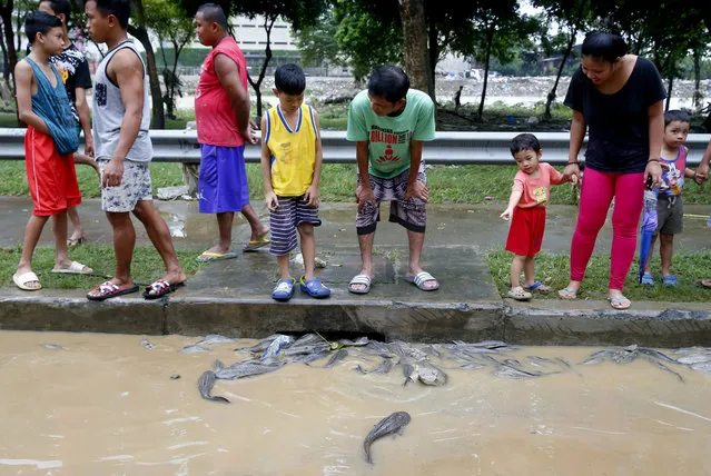 Residents look at janitor fish which were swept to the roadside from the swollen Marikina River Sunday, August 12, 2018 east of Manila, Philippines. Heavy rains and strong winds brought about by a tropical storm flooded Marikina city overnight, forcing thousands to evacuate their homes. (Photo by Bullit Marquez/AP Photo)