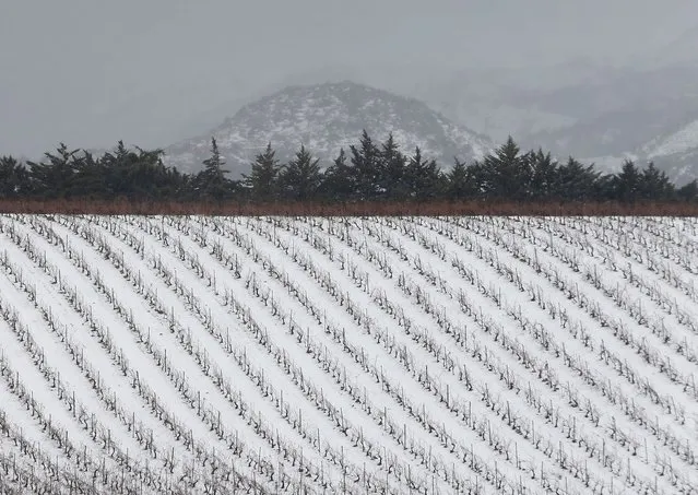  Vineyards farm is seen cover by snow after a heavy snow storm in Kefraya of the Bekaa Valley in Lebanon, January 3, 2016. (Photo by Jamal Saidi/Reuters)