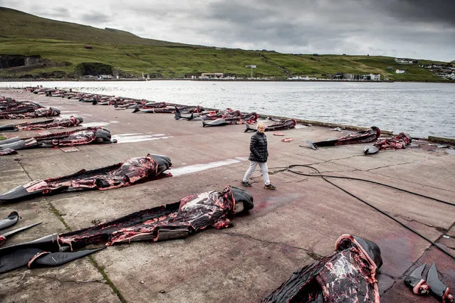 Carcasses of hunted Pilot whales lay on the quay in Jatnavegur, Faroe Islands, August 22, 2018. (Photo by Mads Claus Rasmussen/Ritzau Scanpix via Reuters)