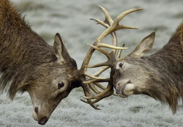 Two deer lock horns during the annual rutting season in Richmond Park in west London, Britain, January 1, 2016. (Photo by Toby Melville/Reuters)