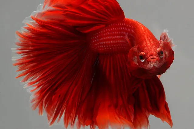 Siamese Fighting Fish also known as Betta splendens, mostly imported to United States from Indonesia, Vietnam, Thailand and Singapore, is seen in an aquarium in Chicago, United States on September 21, 2018. Betta splendens are found in wide rice paddies in Indonesia, Vietnam, Thailand and Singapore. Now,the most common species in the world-wide aquarium trade, these fish have been introduced to all over the world and populations are thought to be established in many of these places. A Siamese fighting fish known to be sold for the amount of 1.500 dollars during an auction. (Photo by Bilgin S. Sasmaz/Anadolu Agency/Getty Images)