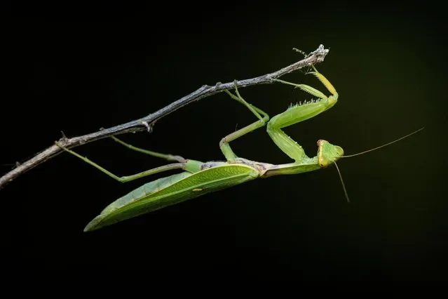 A European Mantis is seen on a tree branch in Bursa, Turkiye on August 30, 2023. As of August, the mantis exhibit heightened activity in their search for partners. An exceptional characteristic of mantis is that females attack and cannibalize the males. They also hunt a range of animals including reptiles and insects, therefore, very helpful for agriculture as they can act as an effective form of organic pest control. (Photo by Alper Tuydes/Anadolu Agency via Getty Images)
