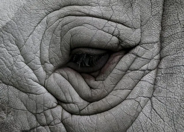 The eye of a rhinoceros is seen at a private zoo called "12 Months" in the town of Demydiv, Ukraine, January 13, 2016. (Photo by Gleb Garanich/Reuters)