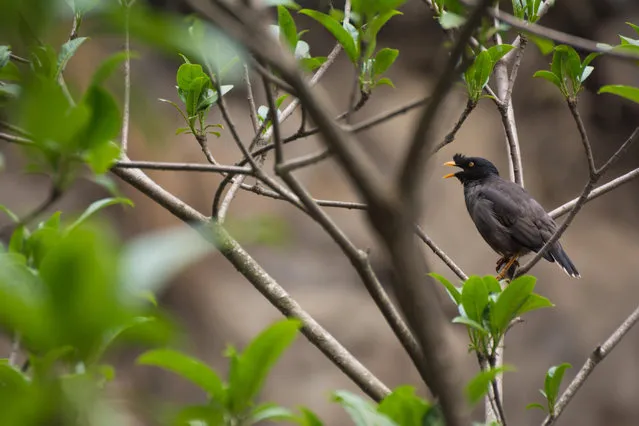 A jungle myna (Acridotheres fuscus) in Nepal. (Photo by Kumud Parajuli/Alamy Stock Photo)