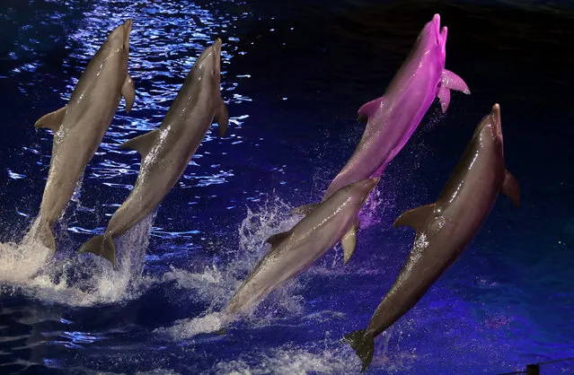 Dolphins perform during a night show at Marineland animal park in Antibes, France, December 7, 2016. (Photo by Eric Gaillard/Reuters)