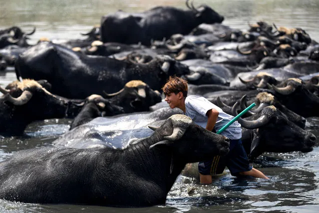 An Iraqi boy cools down his buffaloes in wastewater filling the dried-up Diyala river, which was a tributary of the Tigris river, east of Baghdad on August, 22, 2023. (Photo by Ahmad Al-Rubaye/AFP Photo)