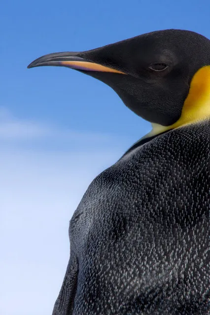 The side profile of an Emperor penguin. (Photo by Dafna Ben Nun/Caters News)