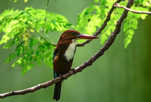 A white-throated kingfisher is sitting on a branch in a forest in Tehatta, West Bengal, India on October 2, 2023. The white-throated kingfisher (Halcyon smyrnensis) also known as the white-breasted kingfisher is a tree kingfisher, found in Asia from the Sinai east through the Indian subcontinent to China and Indonesia. This kingfisher is a resident over much of its range, although some populations may make short-distance movements. It can often be found well away from water where it feeds on a wide range of prey that includes small reptiles, amphibians, crabs, small rodents, and even birds. During the breeding season, they call loudly in the mornings from prominent perches including the tops of buildings in urban areas or on wires. (Photo by Soumyabrata Roy/NurPhoto/Rex Features/Shutterstock)