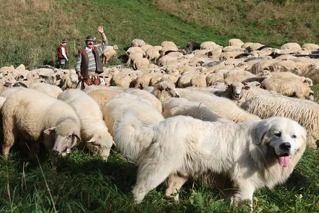 Sheep with their shepherds and herd dogs return from grazing in the mountains during the autumn redyk in the village of Ochotnica Gorna, southern Poland, 07 October 2023. The traditional “Redyk” in the Tatra Mountains it is held each fall to move the flocks from their mountain pastures to their downhill winter grazing homes. (Photo by Grzegorz Momot/EPA)