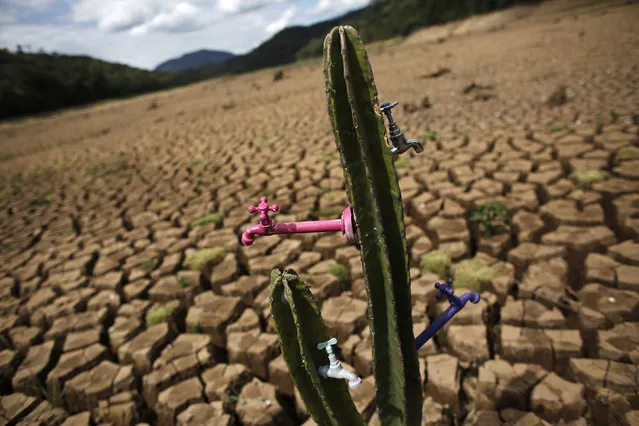 A drought-related cactus installation called “Desert of Cantareira” by Brazilian artist and activist Mundano is seen at Atibainha dam, part of the Cantareira reservoir, during a drought in Nazare Paulista, Sao Paulo, Brazil, December 2, 2014. (Photo by Nacho Doce/Reuters)