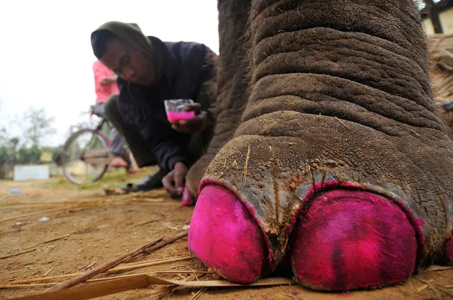 Mahout Som Bahadur Darai, 45 years old, colors the nails of his 17-year-old elephant “Puspa Kali” before participating in the Elephants Beauty Contest on the 13th Elephant Festival at Sauhara, Chitwan, Nepal on Wednesday, December 28, 2016. (Photo by Narayan Maharjan/NurPhoto via Getty Images)