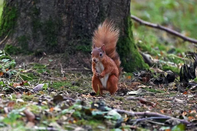 A red squirrel forages in woodland at RSPB Loch Leven Nature Reserve, on October 11, 2023, in Kinross, Scotland. (Photo by Ken Jack/Getty Images)