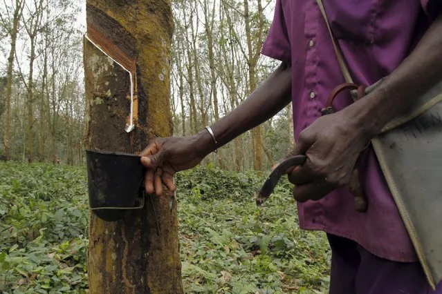 A worker collects sap from a rubber tree at a farm in Songon village, north of Abidjan February 3, 2016. (Photo by Luc Gnago/Reuters)