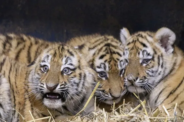 Three newborn Siberian tigers in their enclosure at the zoo in Opole, Poland on November 15, 2023. The tigers were born on 19 September. (Photo by Krzysztof Åwiderski/EPA/EFE)