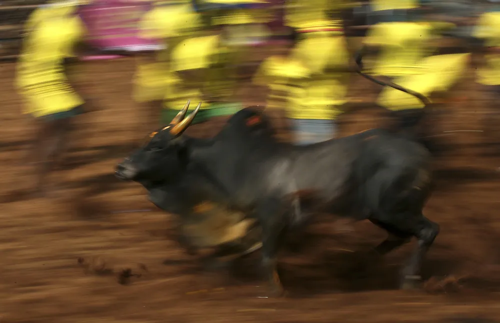 Celebrating South India's Bull Taming Festivals