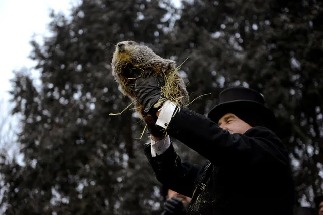 Punxsutawney Phil is introduced to the crowd on the 133rd Groundhog Day in Punxsutawney, Pennsylvania, U.S., February 2, 2019. (Photo by Alan Freed /Reuters)