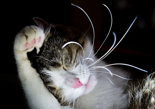 A cat is pictured as it sleeps in an apartment in Sieversdorf, northeastern Germany, on April 4, 2015. (Photo by Patrick Pleul/AFP Photo/DPA)