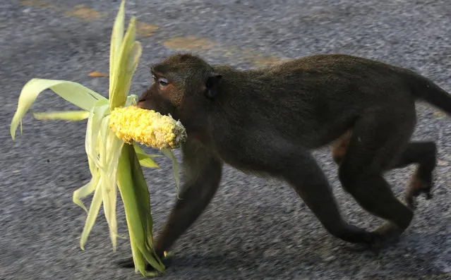 A wild rhesus macaque monkey carries a corn cob thrown on the street to feed it  at Khao Sam Muk, known as monkey mountain, near the popular local Thai beach side of Bang Saen, in Chonburi, Thailand, 22 February 2016. Bang Saen beach, the closest recreational beach to Bangkok, is transformed every weekend by a majority Thai clientele who flock to enjoy the sea breeze and freshly caught seafood. It is host to a number of sports and entertainment events. (Photo by Barbara Walton/EPA)