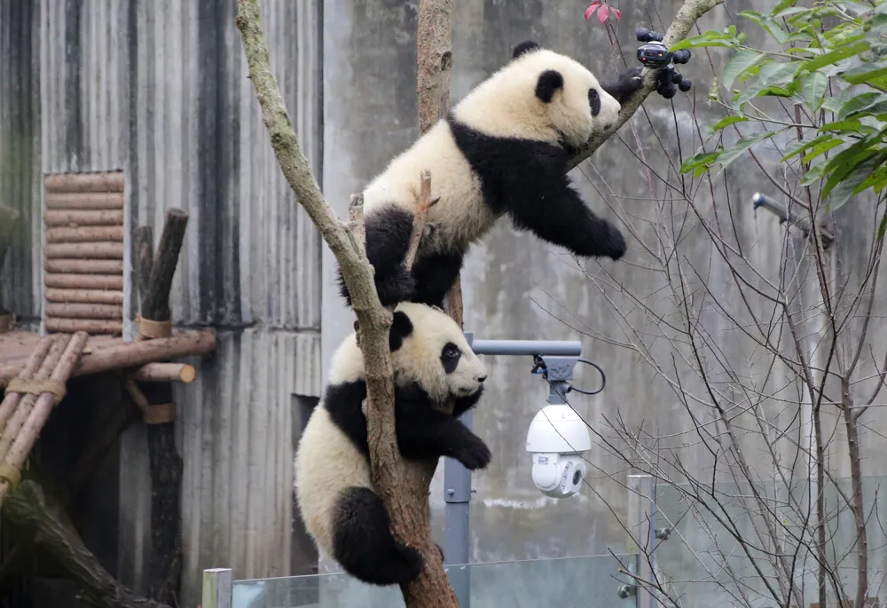 Cute Panda Cubs