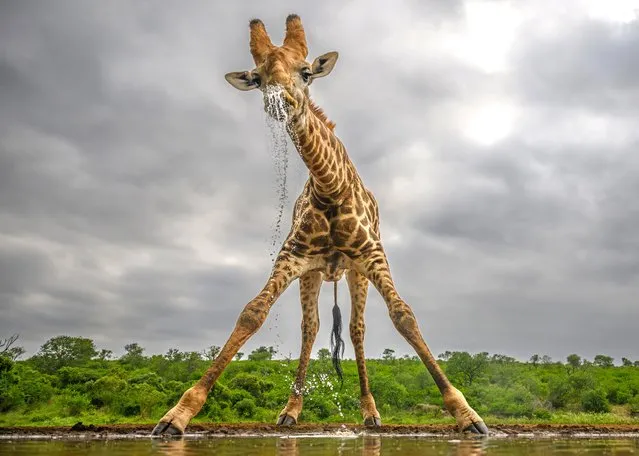 A giraffe quenches its thirst at a watering hole at Zimanga Private Game Reserve, South Africa in the second decade of December 2023. (Photo by Janette Hill/Animal News Agency)
