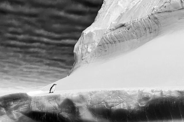 Black and white, gold winner: Chinstrap Penguin, Renato Granieri, United Kingdom. A single chinstrap penguin on top of a giant iceberg. (Photo by Renato Granieri/2021 Bird Photographer of the Year)