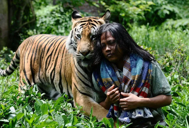Mulan Jamilah, a 6-year-old Bengal tiger and Abdullah Sholeh, 33, play in the garden beside their home on January 20, 2014 in Malang, Indonesia. (Photo by Robertus Pudyanto/Getty Images)
