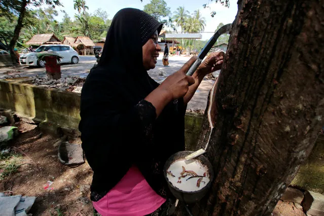 A woman works in a rubber plantation in Yala province, southern Thailand, January 30, 2017. Thai rubber exporters say they have enough of the commodity in stockpiles to ensure only minimal disruption to scheduled shipments in the wake of deadly floods in key growing regions. Global rubber prices this week soared to five-year highs on worries over supply following floods that started in December, swamping plantations in the world's top producer at the height of the tapping season. But Thai exporters of rubber, used to churn out everything from tires to surgeons' gloves, told Reuters they did not expect any major impact on shipments due to stocks already in place. Thai farmers usually stop tapping rubber during a wintering season from March to May, so exporters are looking to replenish their supplies at the state auction, said Korakod Kittipol, marketing manager at Thai Hua Rubber Pcl, a major Thai rubber exporter. Prices for unsmoked USS3 rubber sheets in Nakhon Si Thammarat were quoted at 88.77 baht ($2.52) per kilogram on Monday, the highest in more than four years, according to Reuters data. (Photo by Surapan Boonthanom/Reuters)