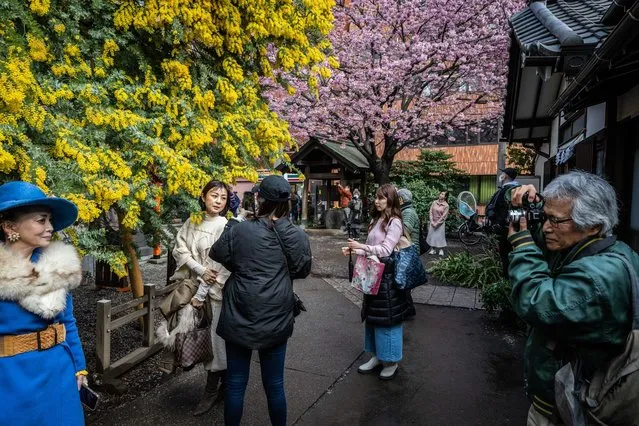 People take photographs in front of mimosa and cherry blossom trees in Tokyo on March 8, 2024. (Photo by Yuichi Yamazaki/AFP Photo)