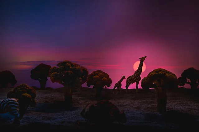 Giraffes walk past broccoli and cauliflower trees. (Photo by Julia Wimmerlin/Caters News)