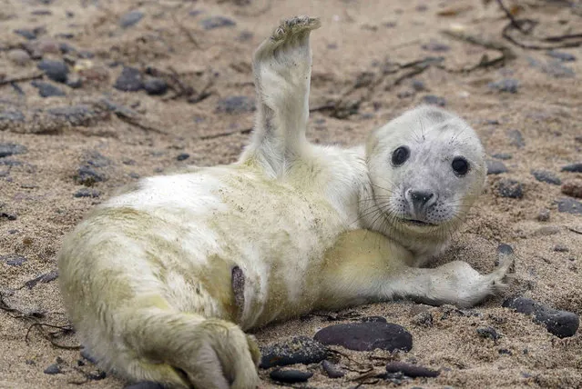 A seal pup lies on the beach during the annual census of pup numbers at one of England's largest grey seal colonies, in Farne Islands, Monday, November 15, 2021. The islands, off the Northumberland coast, are an important haven for thousands of seabirds and hundreds of adult seals, and are looked after by the National Trust. (Photo by Owen Humphreys/PA Wire via AP Photo)