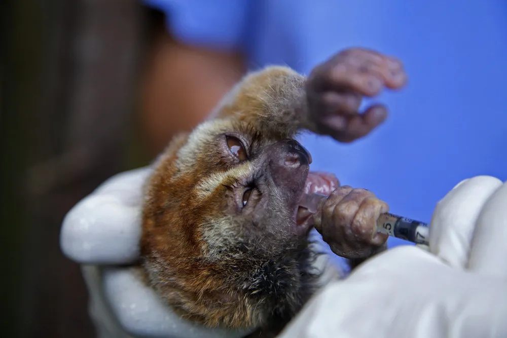 The Week in Pictures: Animals, March 1 – March 7, 2014