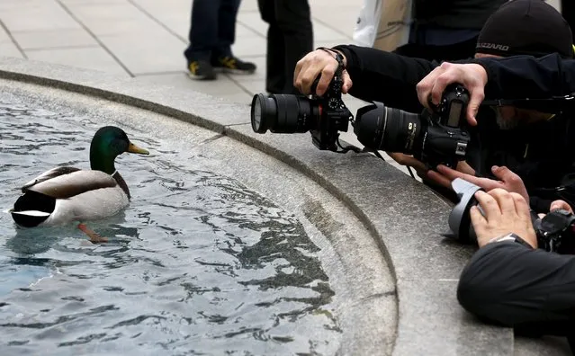 Photographers take pictures of ducks swimming in a fountain in front of the Austrian Parliament building in Vienna, Austria, April 1, 2016. (Photo by Leonhard Foeger/Reuters)