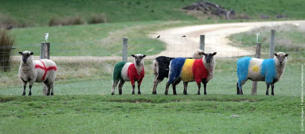 World Cup Sheep IRB RWC 2011