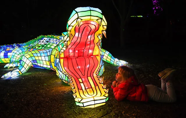 An illuminated lantern sculpture of a crocodile with a child looking into its mouth during the media preview of Vivid Sydney at Taronga Zoo on May 19, 2019 in Sydney, Australia. (Photo by James D. Morgan/Getty Images)
