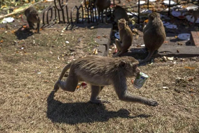 A monkey runs off with a yogurt cup during the Lopburi Monkey Festival on November 28, 2021 in Lop Buri, Thailand. (Photo by Lauren DeCicca/Getty Images)