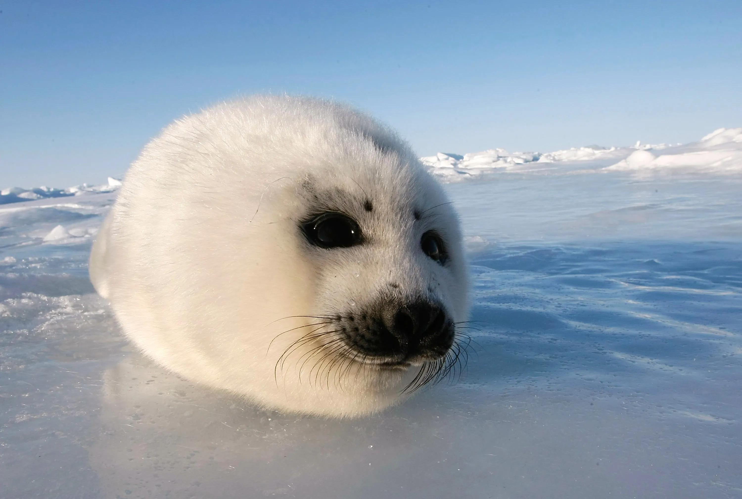 Ледовитые обитатели океана. Гренландский тюлень. Гренландский тюлень Нерпа. Белек Арктика. Арктическая Гренландский тюлень.