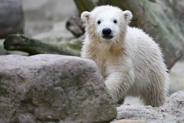 Polar bear baby “Lili” curiously examines the surrounding of her enclosure at the “Zoo am Meer” (lit: Zoo At The Sea) in Bremerhaven, Germany, 5 April 2016. Lili was born in the zoo on 11 December 2015. (Photo by Carmen Jaspersen/EPA)