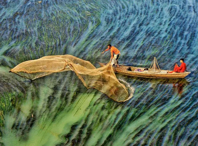 Fishermen are surrounded by green water as they use large nets to catch fish. The workers were pictured trying to find fish below the algae in Rajshahi, Bangladesh in the last decade of February 2024. (Photo by Bipul Ahmed/Solent News & Photo Agency)
