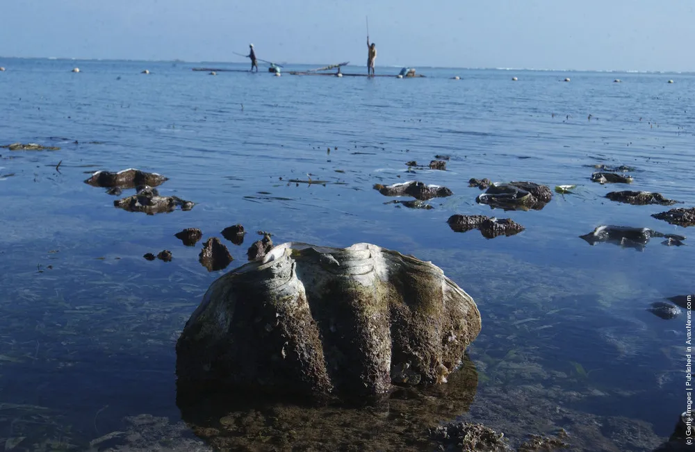The Giant Clam A.K.A. Tridacna Gigas