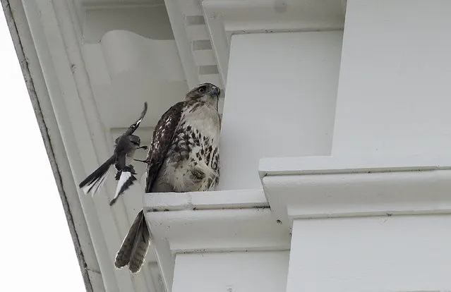 A mockingbird (L) attacks a hawk sitting on a ledge of the White House in Washington, DC, on May 19, 2015. (Photo by Nicholas Kamm/AFP Photo)