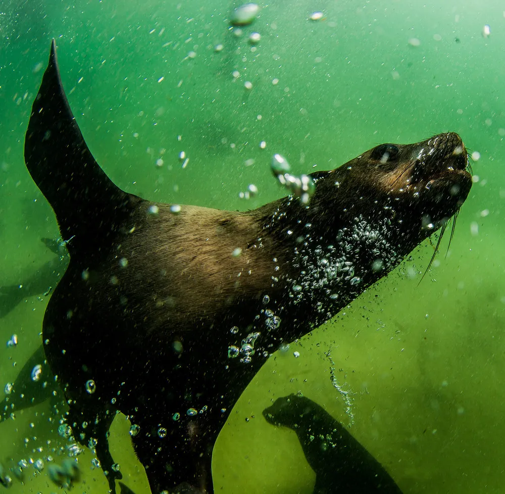 Seals Close-Up