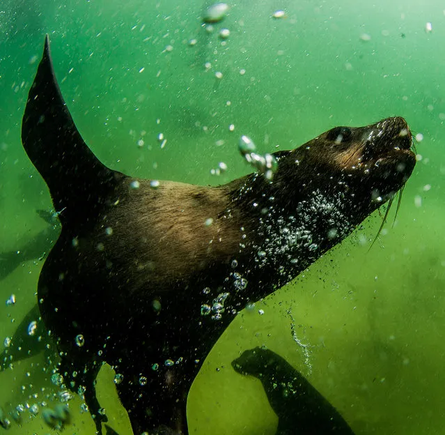 The seals will swim around divers for periods of several minutes at a time, even at a depth of 60m, taken on February 2016 in Plettenberg Bay, South Africa. (Photo by Rainer Schimpf/Barcroft Media)