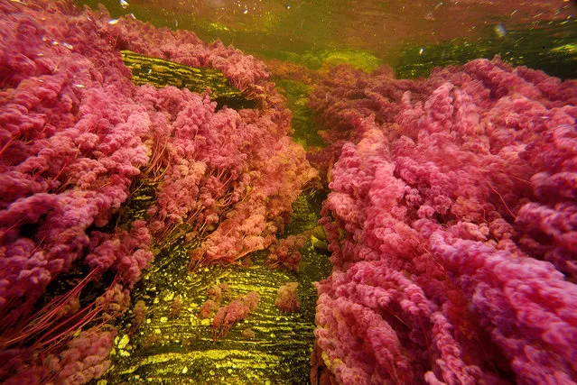 Macarenia clavigera the endemic aquatic plant that grows under the surface of the Cano Cristales River in Colombia is distinguished by it red stem firmly hang on the rock, its look like cotton floating at the surface. (Photo by Olivier Grunewald)