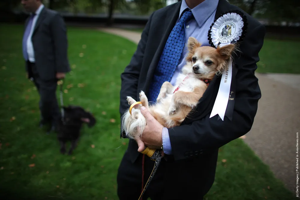 Parliamentary Dog Of The Year Show
