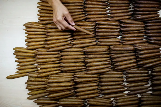 A worker checks cigars at the quality control room at the H. Upmann Tobacco factory in Havana, Cuba, March 2, 2017. (Photo by Alexandre Meneghini/Reuters)