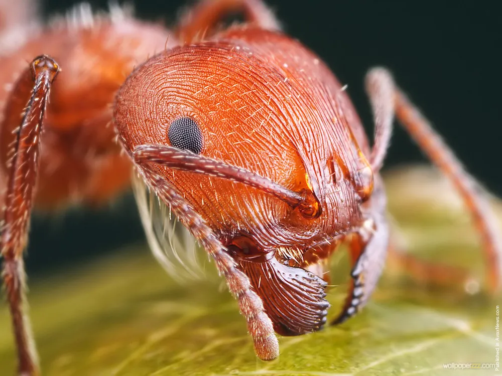 Exclusively for AvaxNews: Learning Abilities Of Insects