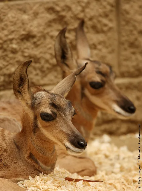 Two rare Peninsular pronghorns