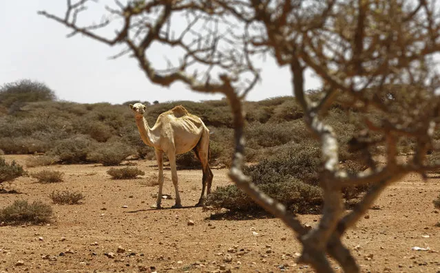 In this photo taken Tuesday, March 7, 2017, a visibly thin camel is seen in the desert near Eyl in Somalia's semiautonomous northeastern state of Puntland. (Photo by Ben Curtis/AP Photo)