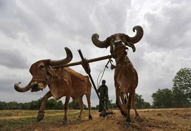 A farmer uses a pair of oxen to plough his field before sowing rice seeds on the outskirts of Ahmedabad, June 11, 2015. (Photo by Amit Dave/Reuters)
