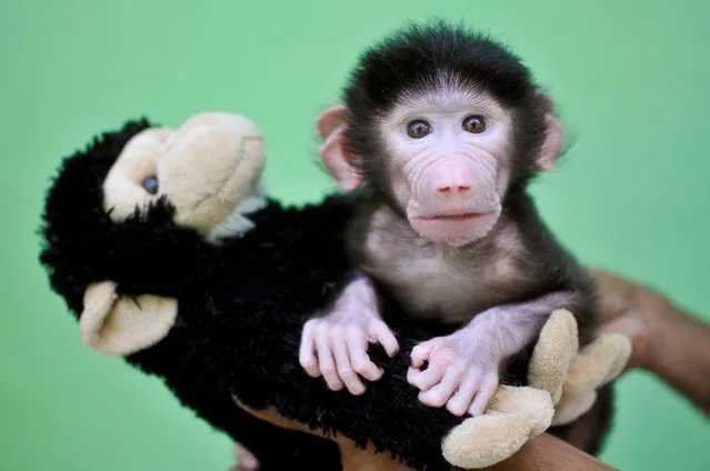 A 23-day-old hamadryas baboon plays with a stuffed toy at Sri Chamarajendra Zoological Gardens after the baboon, according to a zoo doctor, was abandoned by its mother after its birth on April 4, in the southern city of Mysuru, India, April 28, 2016. (Photo by Abhishek N. Chinnappa/Reuters)